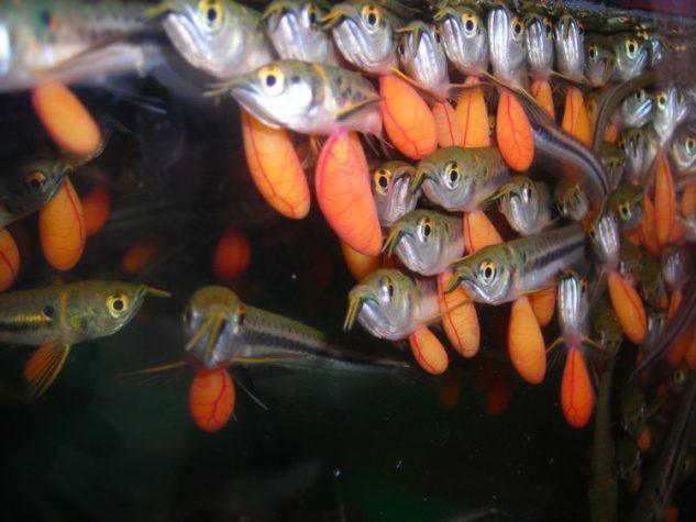Budidaya ikan arwana